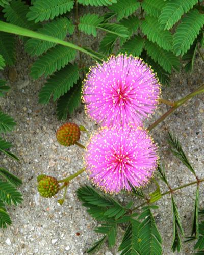 Choosing the Right Variety for Your Garden