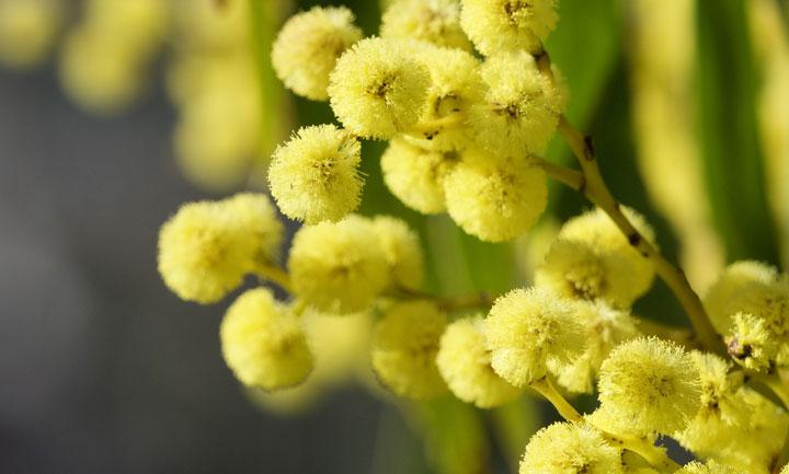 Where to Buy Quality Mimosa Flowers