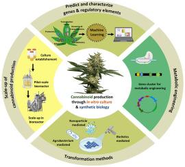 Understanding Cannabinoid Content: Potency and Therapeutic values