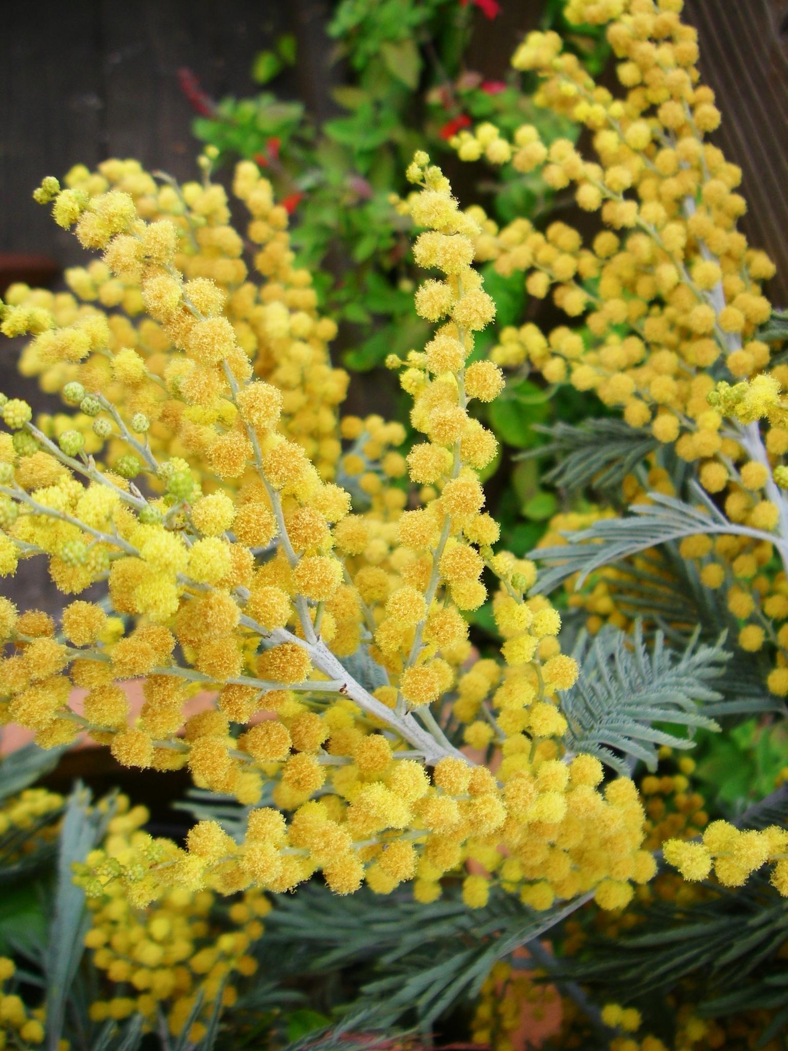 Creative Uses for Mimosa Flowers in Landscaping