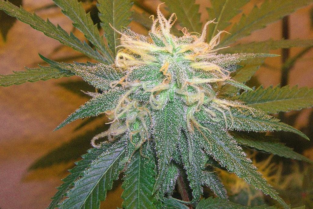 cannabis strain