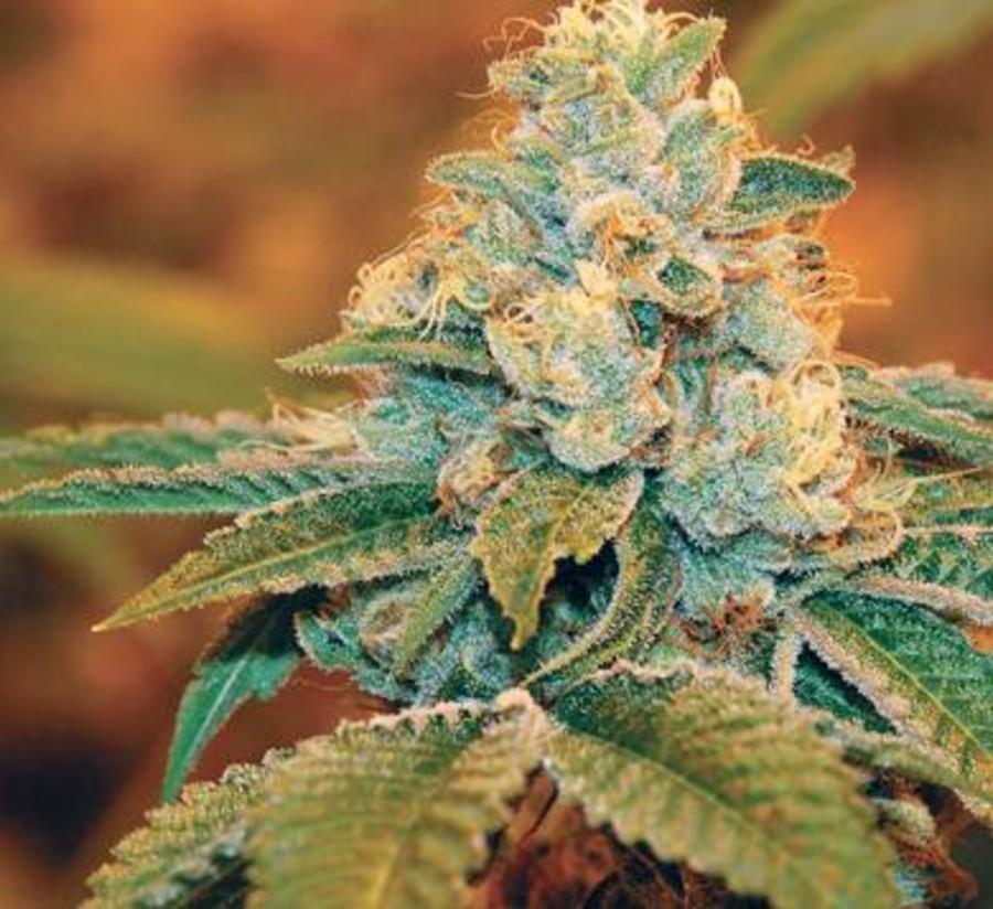 Comparative Analysis with Other Popular Strains