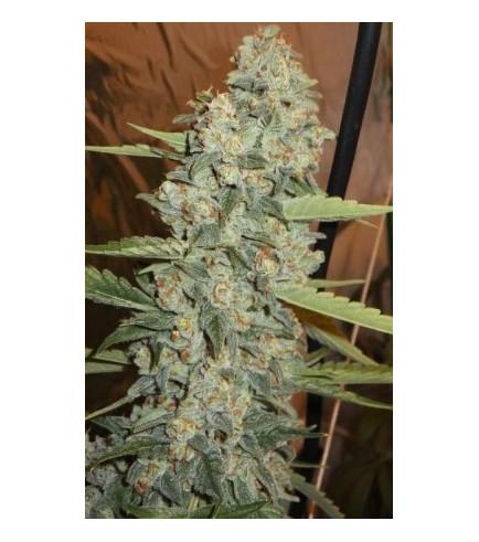 Jedi Kush weed strain