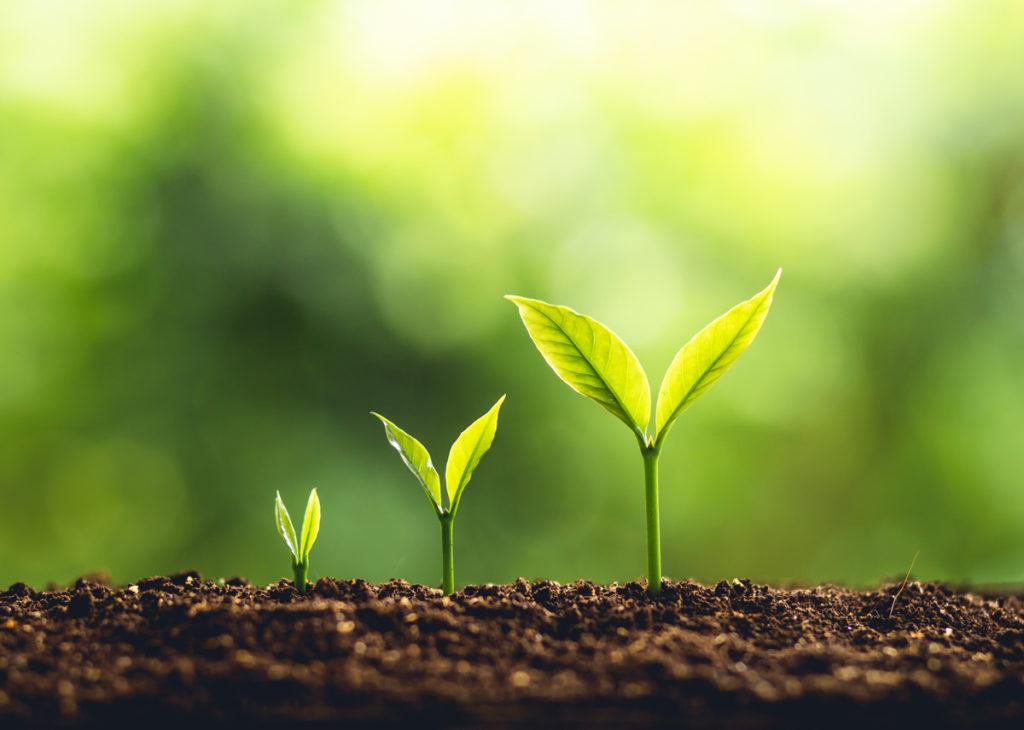 Ideal Growing Conditions for Optimal Yield