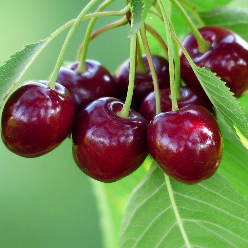 Maximizing Your Cherry Purchase with Storage and Preservation Tips