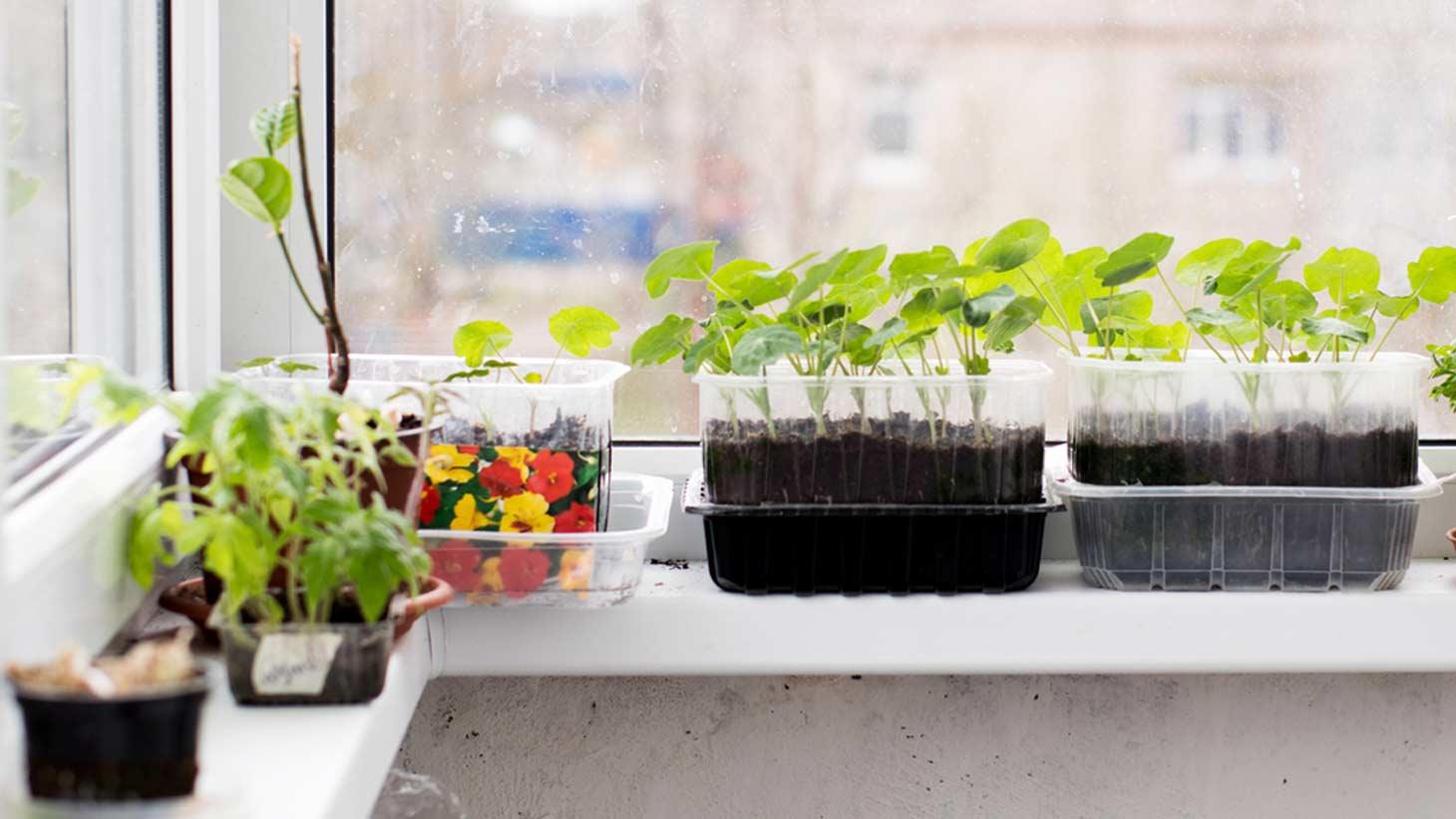 Cultivation tips for Home Growers
