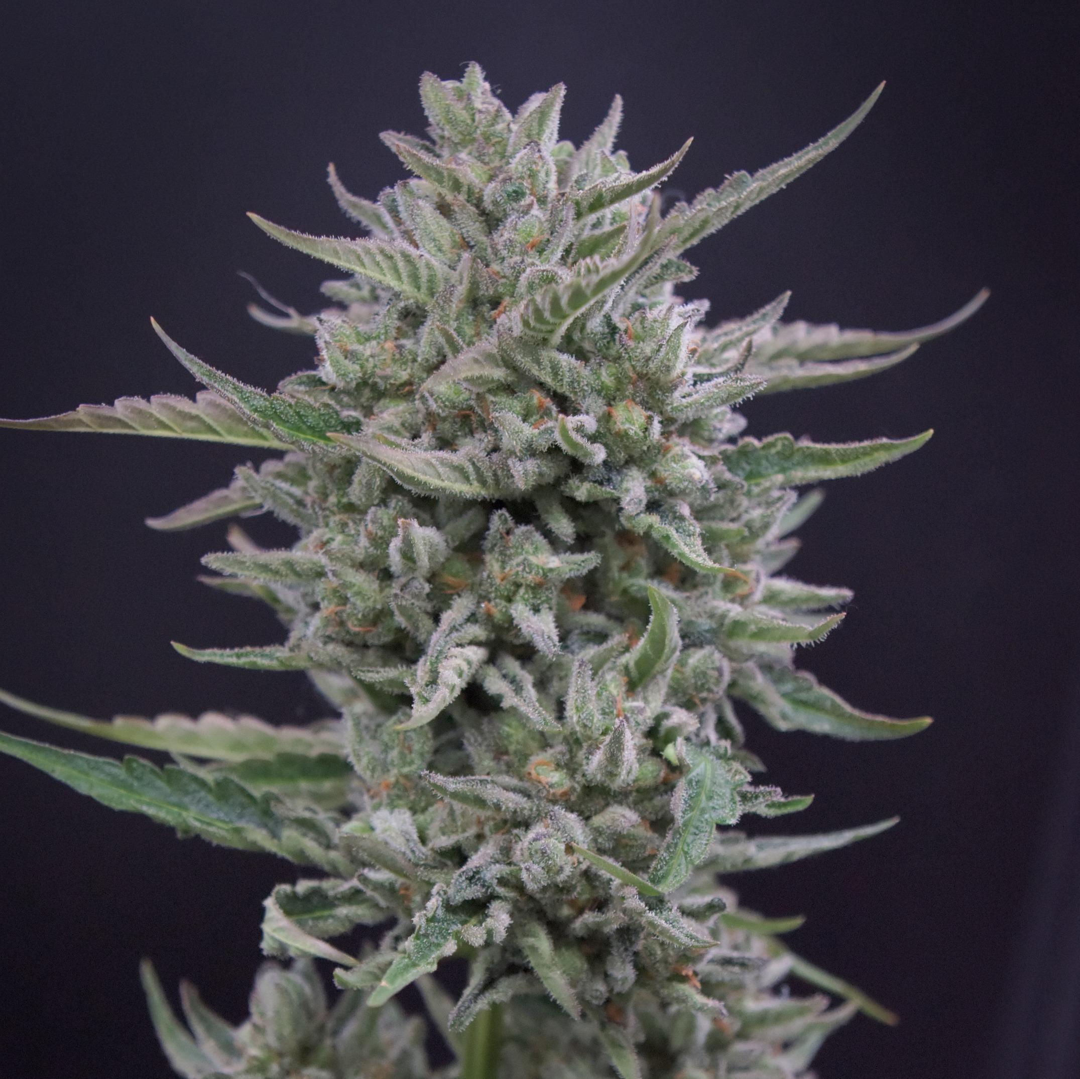 Understanding the Origins of Frosted Cherries Strain