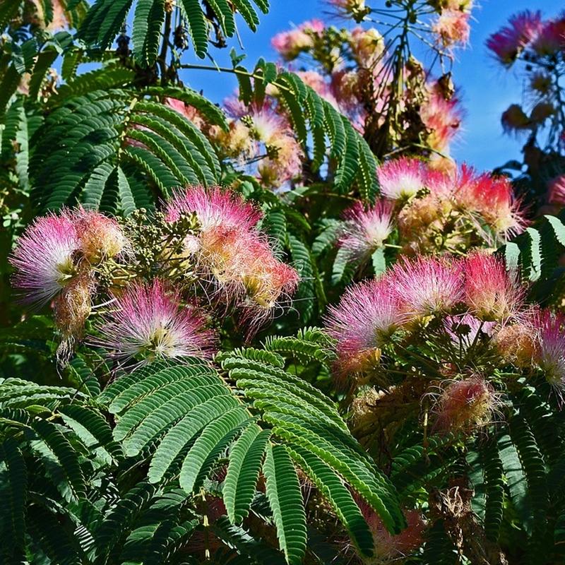 Buy Mimosa flower