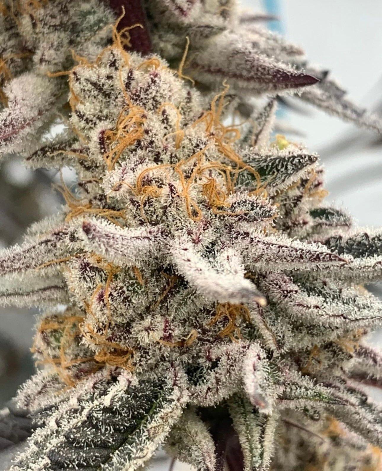 Unlocking the Effects: What to Expect from Mango Madness