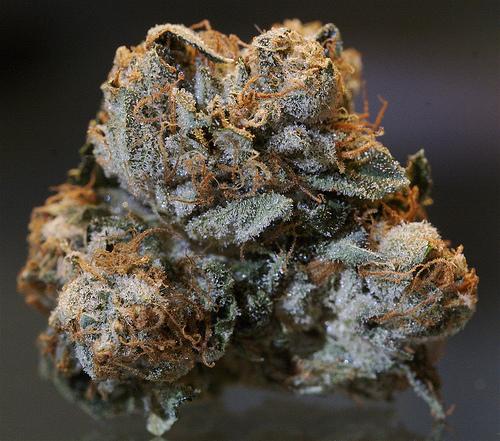 Image of close Understanding Different Strains of Kush