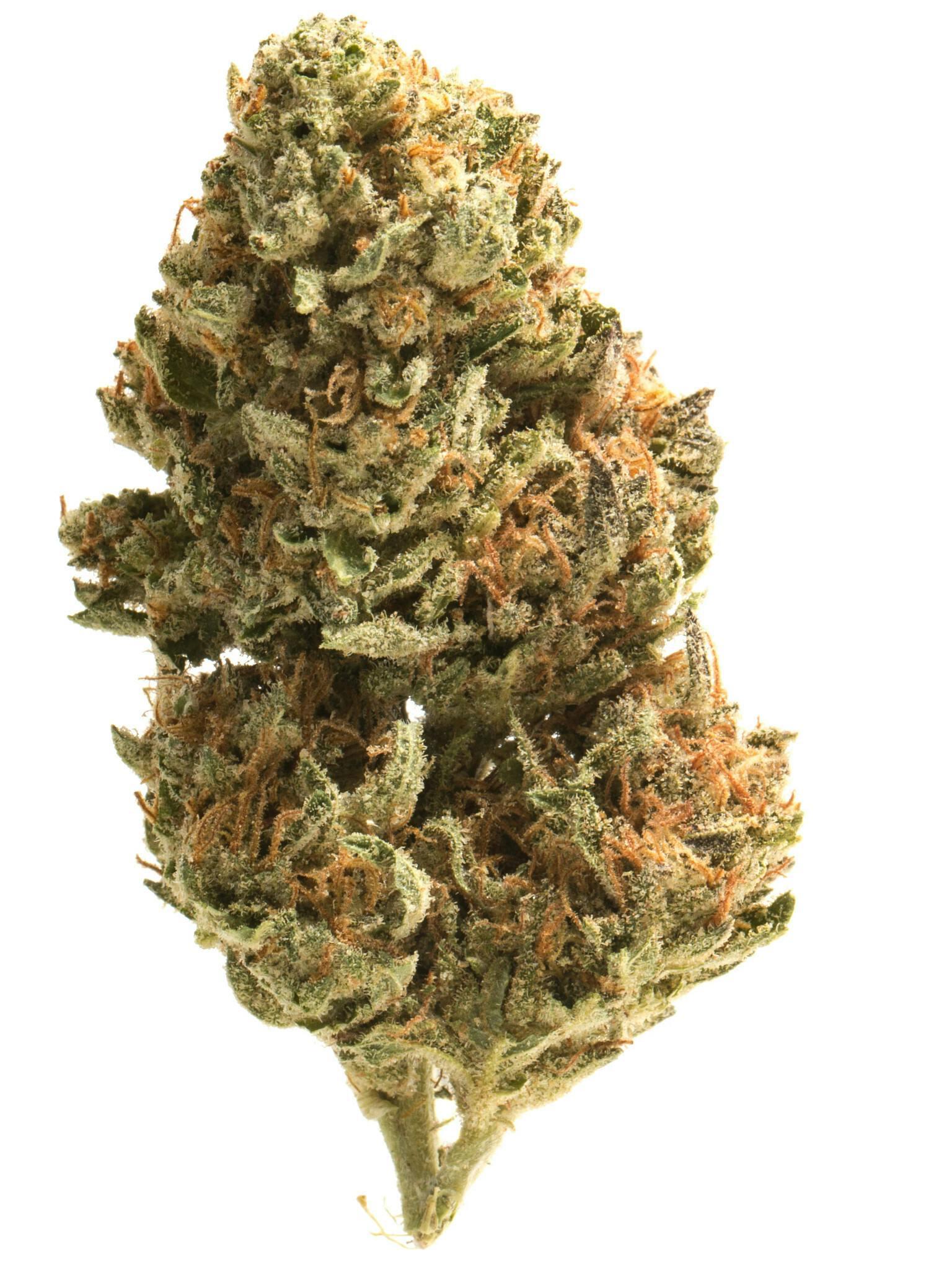 Image of brid 8 Exploring the Flavor Profile of Mango Madness Strain