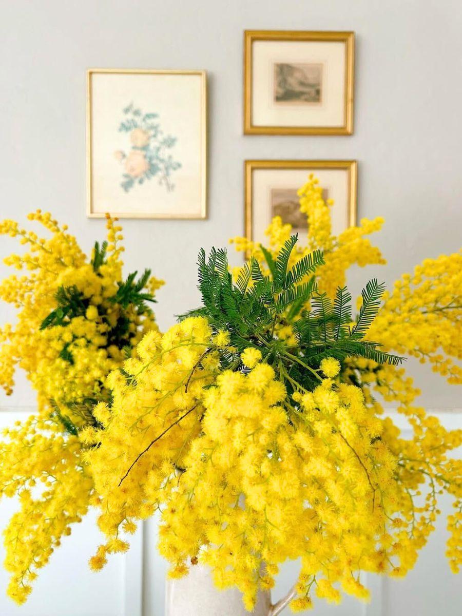 exploring the Allure of the Mimosa Flower