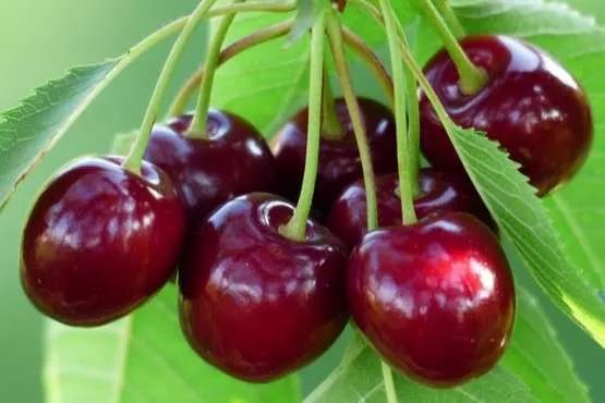 Navigating Shipping and Handling for Cherry Delivery