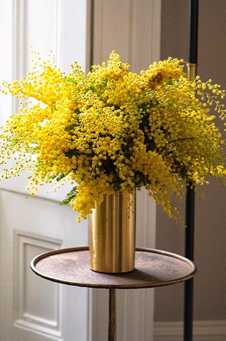 Image of mimosa Buy Mimosa flower