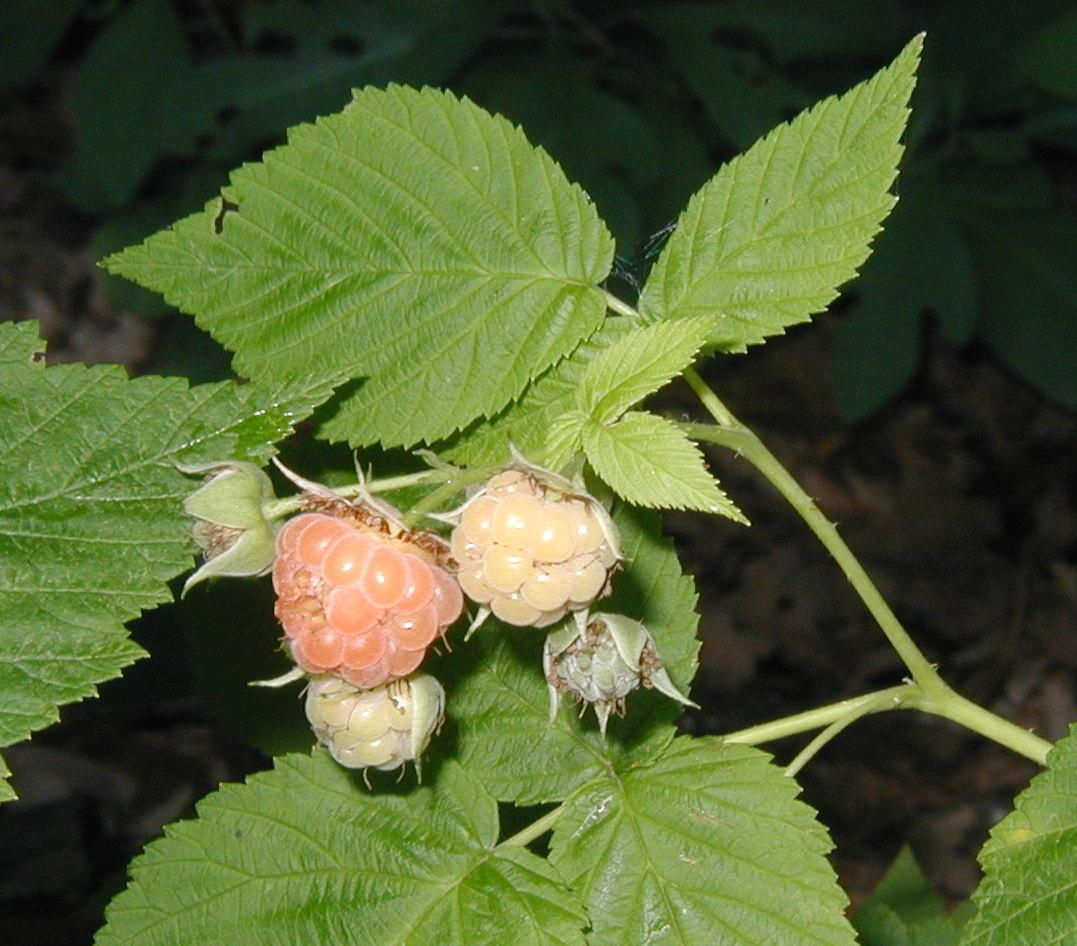 Image of pberry Exploring the Unique Flavor Profile of White Raspberry Muha 2g