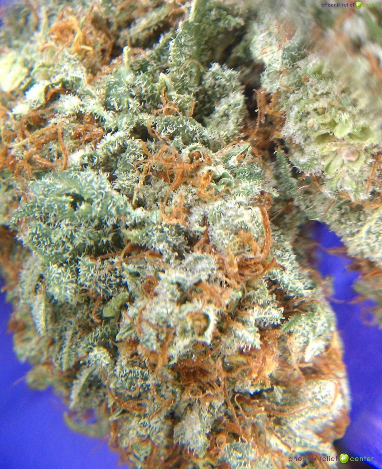 Exploring the Origins of Lavender Haze Strain