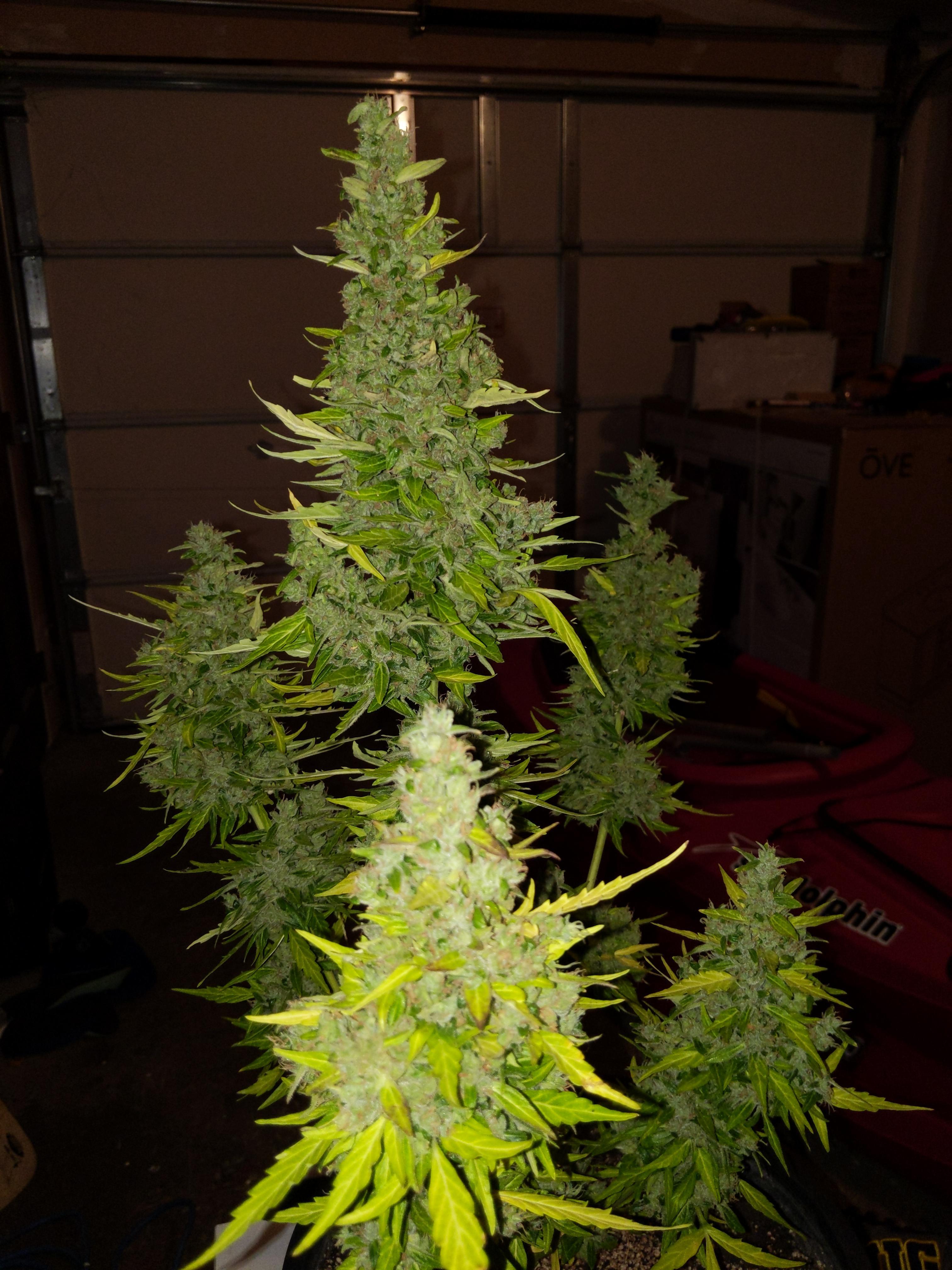 Best Practices for Harvesting and Curing