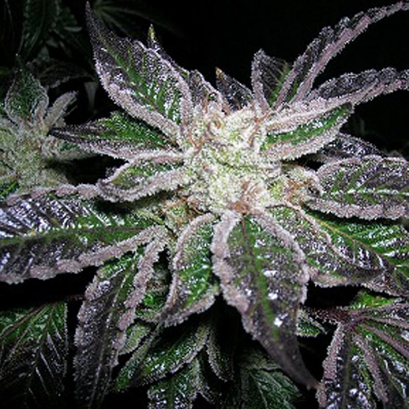 Understanding the Unique Flavor Profile