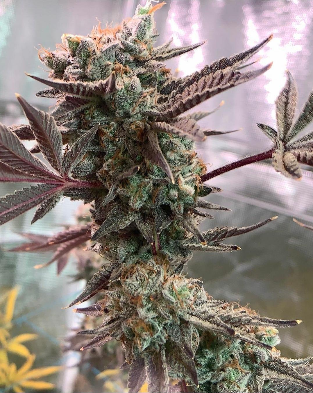 Sustainability Practices in Growing Citrus Tsunami