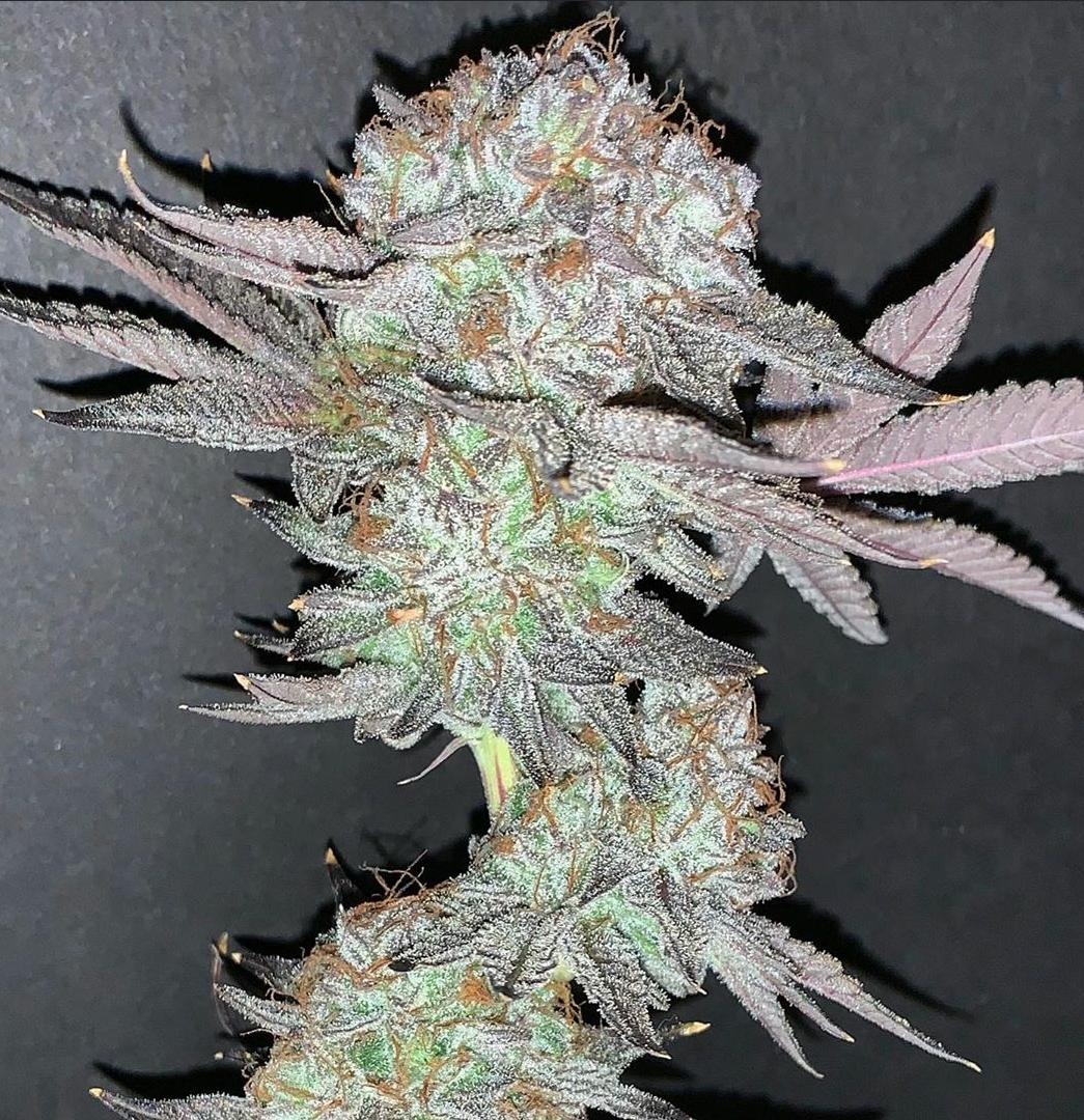 Image of tagram.jpg9fa0 Exploring the origins of Citrus Tsunami Strain