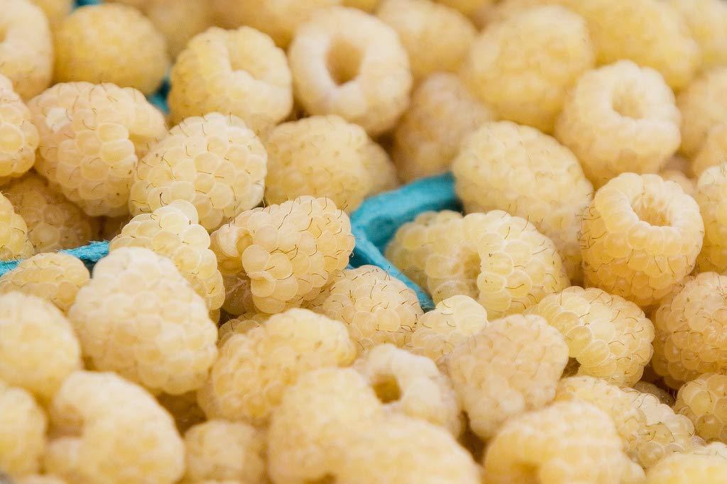 Cultivation Tips for Growing White Raspberry