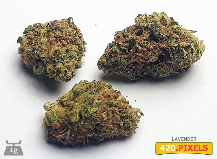 Exploring the Unique Characteristics of Lavender Haze Strain