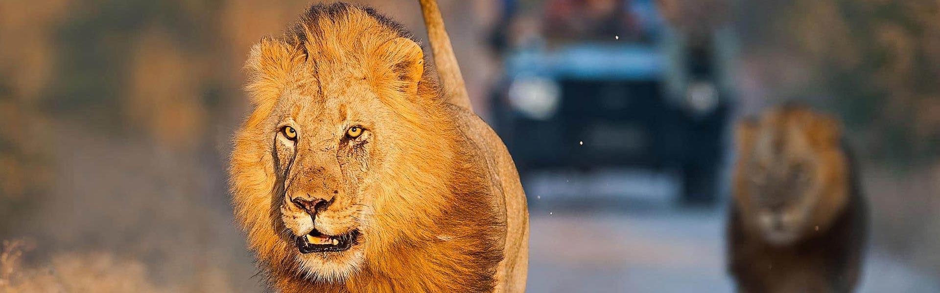 Pairing Suggestions: Enhancing Your Mambas Experience